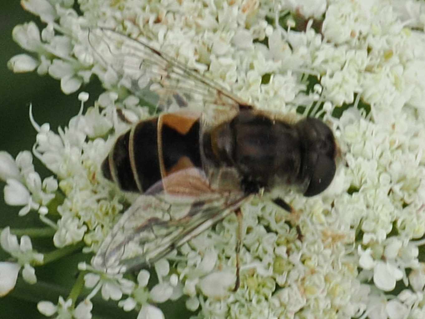 Eristalis-nemorum